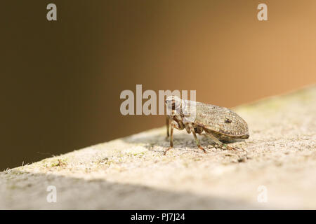 A tiny cute Planthopper (Issus coleoptratus) perching on a wooden fence in woodland. Stock Photo