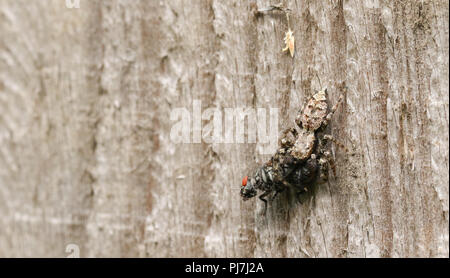 A small Fence-Post Jumping Spider (Marpissa muscosa) perching on a wooden fence post eating a fly it has just caught. Stock Photo
