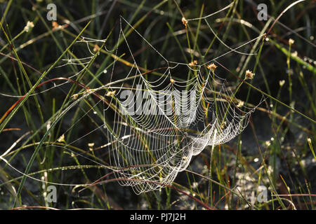 A beautiful Spiders Web on a damp misty morning in the UK. Stock Photo