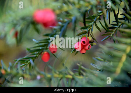 outdoor blooming yew at summer Stock Photo