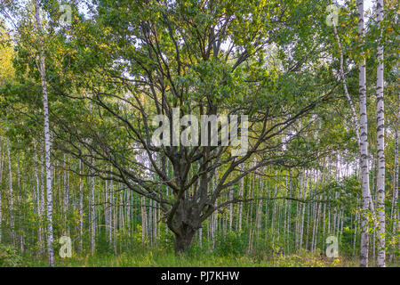 Old oak tree in birch trees forest Stock Photo