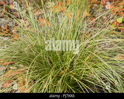 Mounding habit and silvery green, grass like foliage of the hardy sedge, Carex comans 'Frosted Curls' Stock Photo
