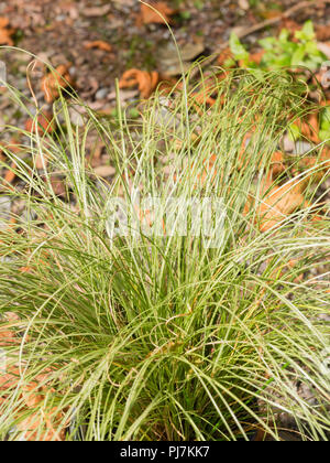 Mounding habit and silvery green, grass like foliage of the hardy sedge, Carex comans 'Frosted Curls' Stock Photo