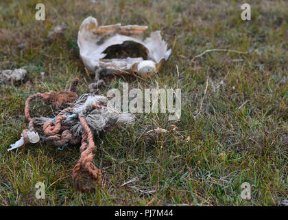 waste washed up from the sea, old rope and plastic . copy space to the right grass background , selective focus. Stock Photo