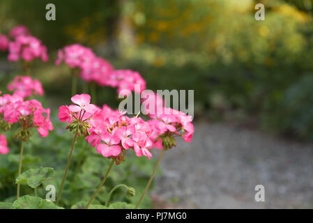 Close-up of pink geranium flowers blooming beside garden pathway with dappled sunlight in background Stock Photo