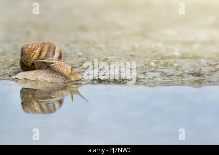 Snail crawling on concrete on the edge of water after rain. Snail reflection on water. Stock Photo