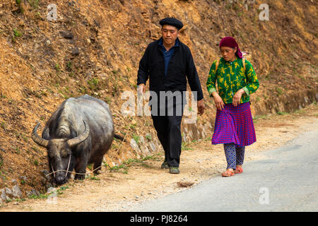 Ha Giang, Vietnam - March 18, 2018: Senior couple walking a buffalo on a road in the mountains of northern Vietnam Stock Photo