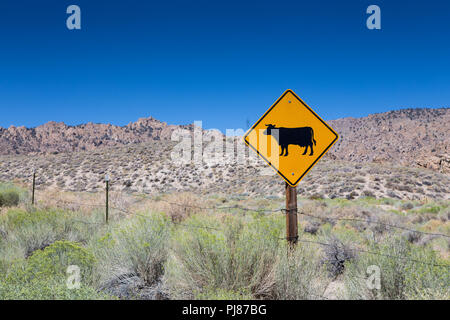 Roadside cattle warning sign on Highway 120 outside of Benton hot springs California USA Stock Photo