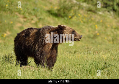 A juvenile Grizzly Bear Ursus arctos; standing in  an open meadow in rural Alberta Canada looking away. Stock Photo