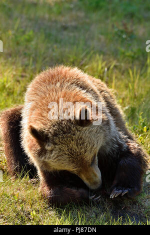 A juvenile grizzly bear (Ursus arctos); laying down on the green grass looking at his claws on his front paws in a rural meadow in Alberta Canada. Stock Photo