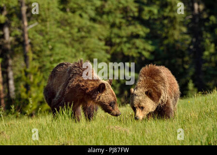 A front view of two juvenile grizzly bears  Ursus arctos; foraging through an open meadow in rural Alberta Canada. Stock Photo