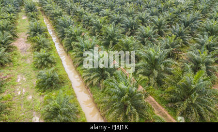 High angle view of palm plantation . Stock Photo