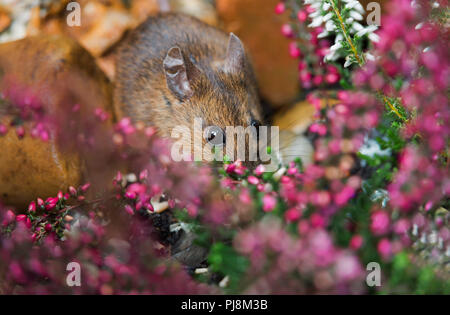 Fieldmouse or Woodlouse amongst pink heather rummaging around for food Stock Photo