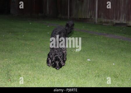 Cockapoo dog sniffs round exploring garden Stock Photo