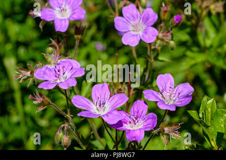 Wood cranesbill (Geranium sylvaticum), Bavarian Alps, Berchtesgaden National Park, Bavaria, Germany Stock Photo