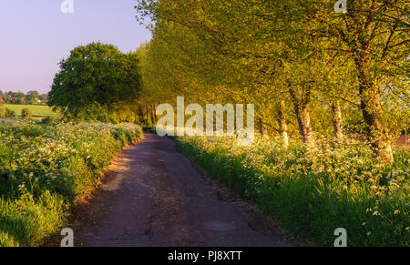A single-track country lane runs through an avenue of trees and spring verge flowers near Glastonbury in England's Somerset Levels. Stock Photo