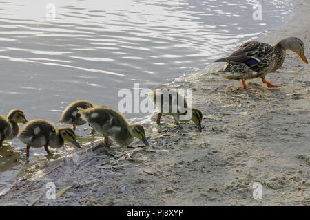 Family of ducks mallard on the lake shore looking for food Stock Photo