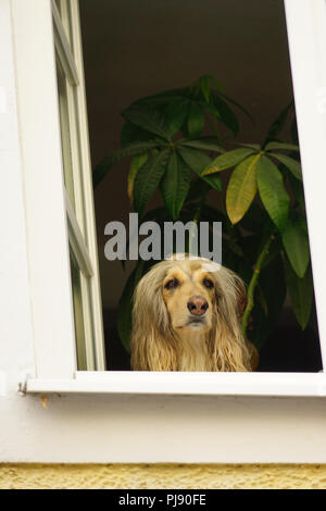 Afghanischer Windhund, schaut aus dem Fenster, Burghausen, Bayern, Deutschland, Europa Stock Photo