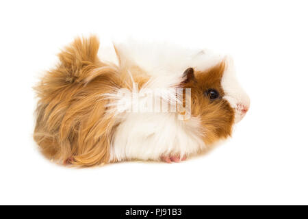 Young peruvian guinea pig isolated on white. Stock Photo