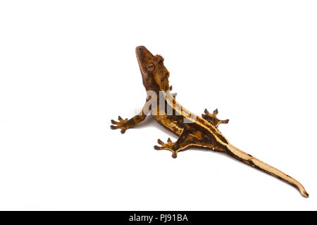 Crested gecko isolated on white background Stock Photo
