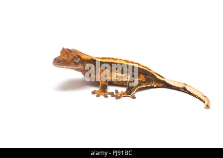 Crested gecko isolated on white background Stock Photo