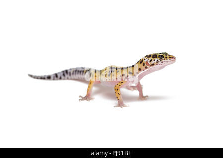 Lizard leopard gecko on white background Stock Photo
