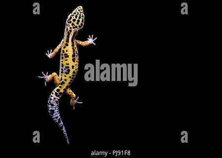 Leopard gecko on black background. Lizard isolated on black background. ttop view Stock Photo