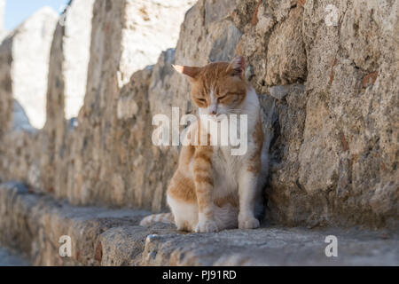 Stray cat resting on a sunlit street, Rhodes. Greece Stock Photo
