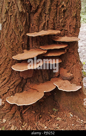 artist's bracket mushrooms grown on the trunk of an old poplar Stock Photo