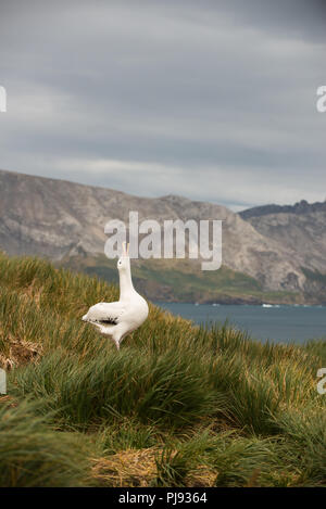 A young male wandering Albatross (Diomedia exulans) sky-pointing (displaying) on Bird Island, South Georgia, sub-Antarctic Stock Photo