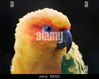 Sun conure Aratinga solstitialis or Sun parakeet captive portrait Stock Photo