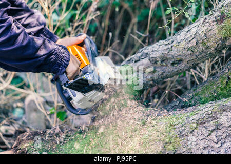 woodcutter cuts the trunk with a chainsaw, close up Stock Photo