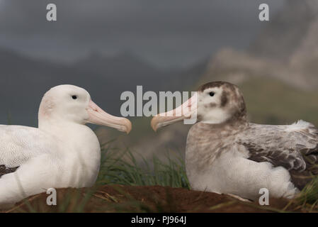 A pair of wandering Albatrosses (Diomedia exulans) on bonding Bird Island, South Georgia, sub-Antarctic Stock Photo