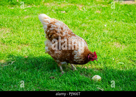 Red Chicken Chopper in the Grass Stock Image - Image of animal, domestic:  110771941