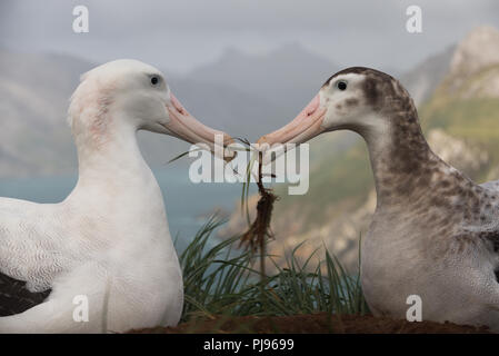 A pair of wandering Albatrosses (Diomedia exulans) on bonding Bird Island, South Georgia, sub-Antarctic Stock Photo