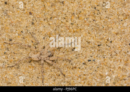Beach Wolf Spider (Arctosa littoralis) Stock Photo
