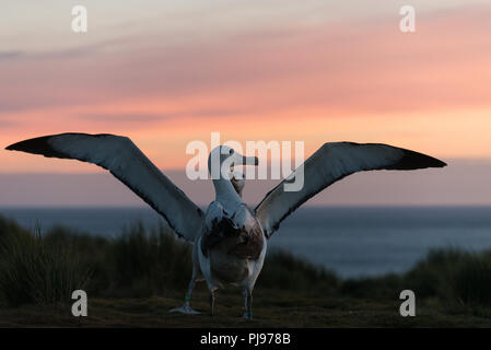 A pair of wandering Albatrosses (Diomedia exulans) displaying on Bird Island, South Georgia, sub-Antarctic, with the sunset behind Stock Photo