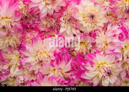 Pink Petticoat dahlia, Swan Island Dahlias, Canby, Oregon Stock Photo