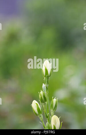 Campanula In Bud Stock Photo - Alamy