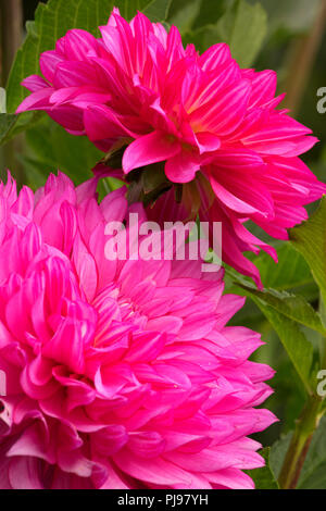 Brushstrokes dahlia, Swan Island Dahlias, Canby, Oregon Stock Photo - Alamy