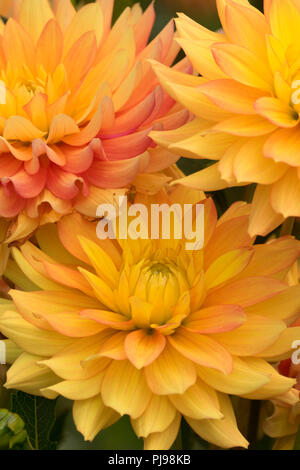 Candlelight dahlia, Swan Island Dahlias, Canby, Oregon Stock Photo - Alamy