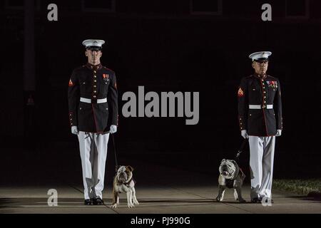Corporal Troy Nelson and Lance Cpl. James Bourgeois, mascot handlers, Marine Barracks Washington D.C., stand at the position of attention with the official Marine Corps mascot Sgt. Chesty XIV and his successor, Pvt. Chesty XV, during a Friday Evening Parade at the Barracks, July 6, 2018. The guests of honor for the parade were His Excellency Ambassador Virachai Plasai, ambassador of the Kingdom of Thailand to the U.S., and Minister Patrick A. Chuasoto, deputy chief of Mission, Embassy of the Republic of the Philippines to the U.S. The hosting official of the parade was Lt. Gen. Steven R. Rudde Stock Photo