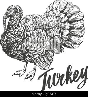 turkey domestic fowl hand drawn vector illustration realistic sketch Stock Vector