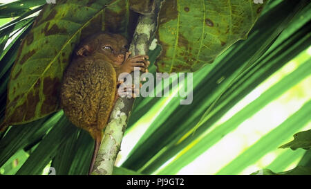 Tarsier on the tree. Tarsier sitting on a branch with green leaves, the smallest primate Carlito syrichta. Tarsier in natural living environment. Bohol island, Philippines. Stock Photo