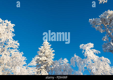 Snowy trees from below, blue sky background Stock Photo - Alamy