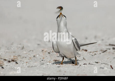 A least tern with a small bait fish in its yellow orange beak on the beach at Wiggins Pass, Florida. Stock Photo