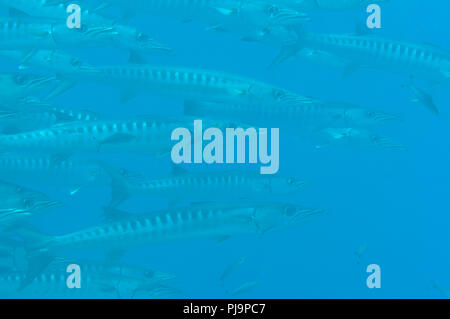 School of great Barracuda (Sphyraena barracuda), also known as the giant barracuda upon corals of Raja Ampat Stock Photo