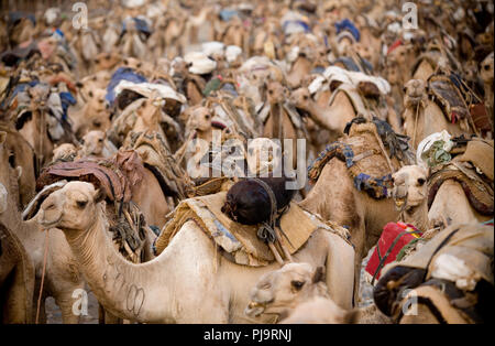 A camel caravan journeys to the Danakil Depression to collect salt, northern Ethiopia, June 3, 2010. Stock Photo