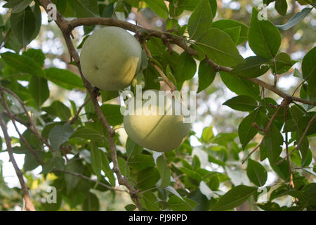 bael fruits or wood apple fruit (Aegle marmelos) on the tree India Asia, South Asia Stock Photo