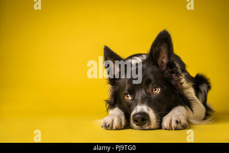 Happy Black and White Border Collie Dog Portrait on Yellow Studio Background Stock Photo